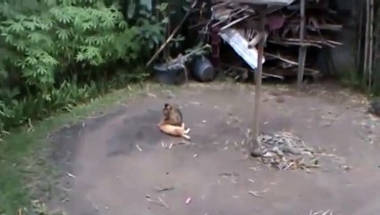 Monkey playing with wild cat