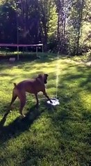 Got my crazy girl a doggie fountain, she loves it!