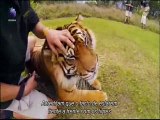 Tigers About The House (Um Tigre em Casa) Episódio 3 (legendas português luso)