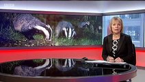 BBC Midlands Today 27Feb15 on the badger cull