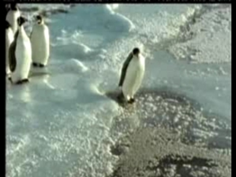 Pingouin-humour