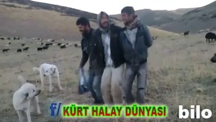 URFALI ÇOBAN KARDEŞLERİMİZ FIRSAT BU FIRSAT DEDİLER HAYDİ H