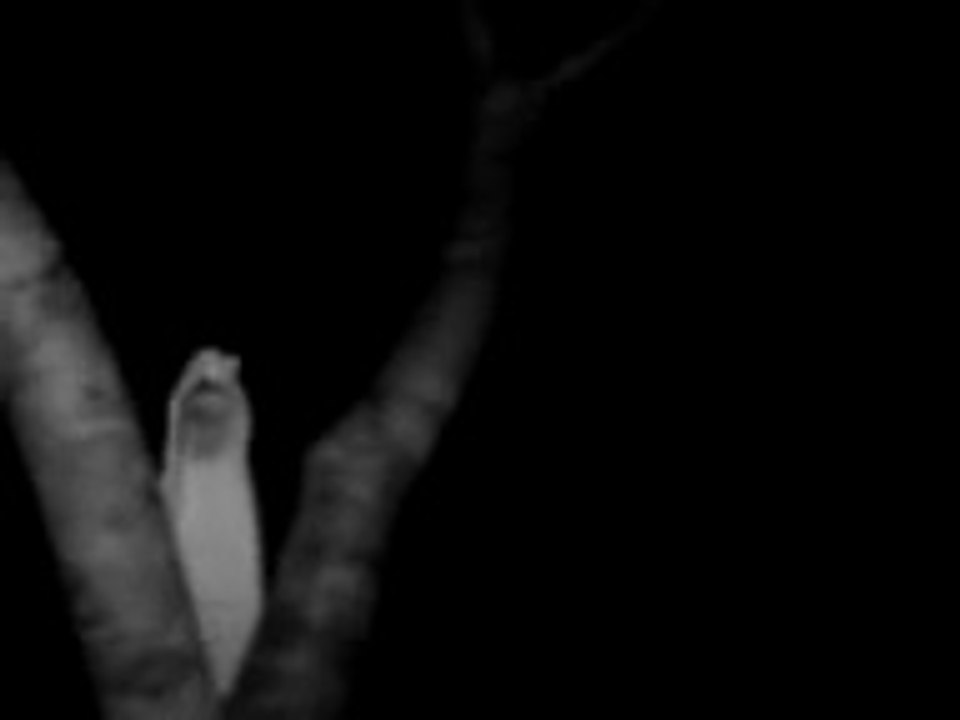 Penampakan Nyata hantu Pocong ( indonesian real ghost )