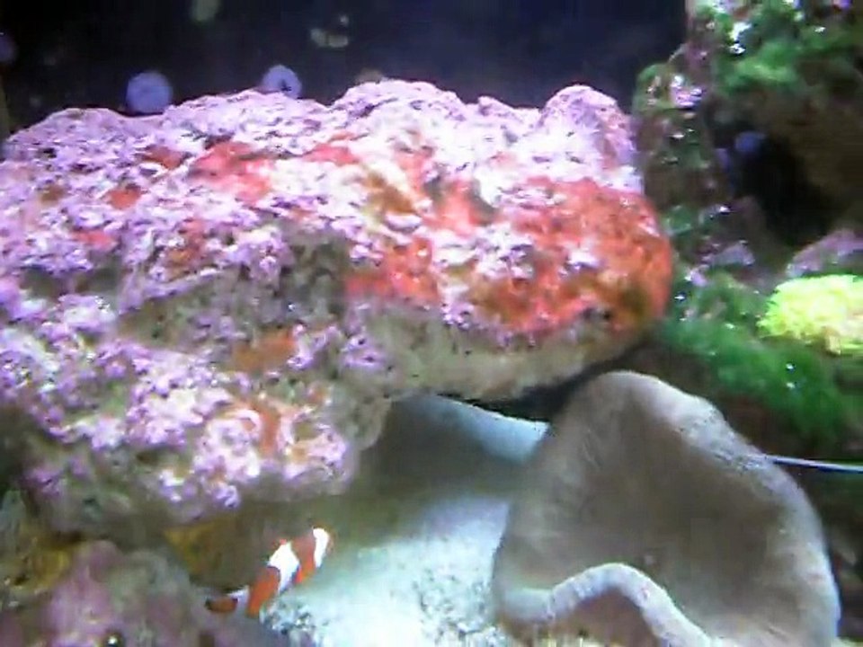 Deniz Akv. Yosun Sorunum