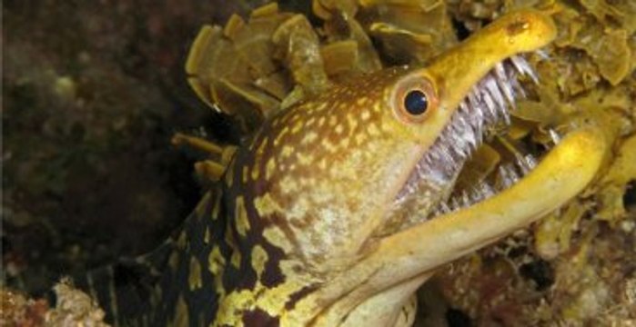 Balık Değil Canavar!