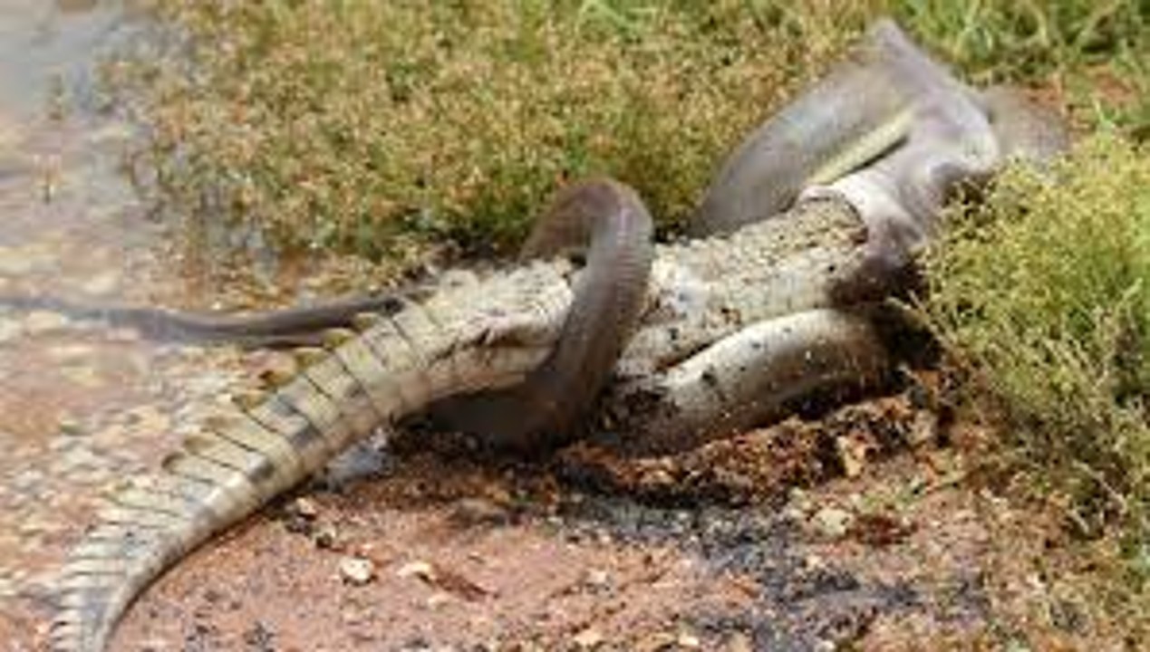 Dangerous Fight