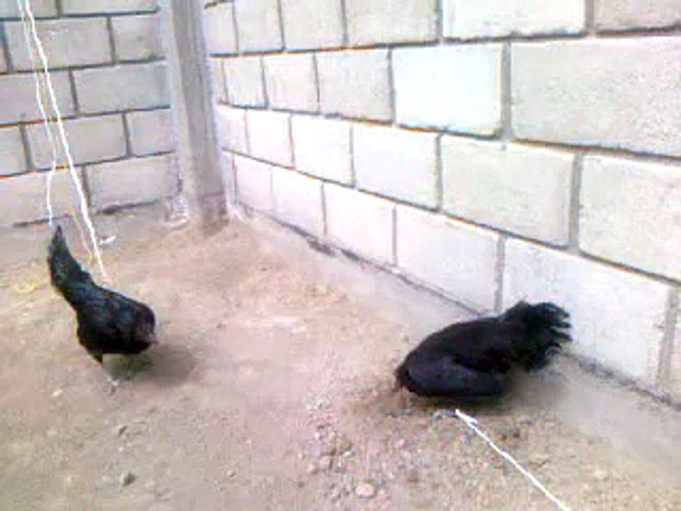 GALLINA MEL SIMS vendo  a $3000 TOLUCA probando 1