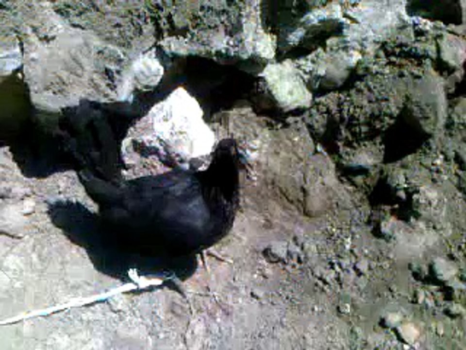GALLINA MEL SIMS vendo  $3000 TOLUCA