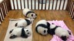Baby Pandas Sleeping In Bassinet