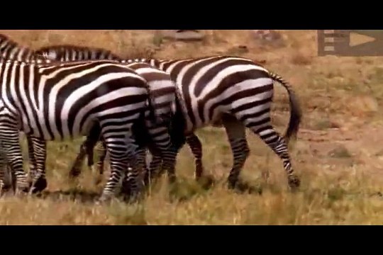 Львы, живое оружие, охота на зебру.