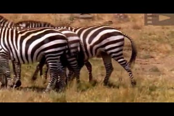 Львы, живое оружие, охота на зебру.