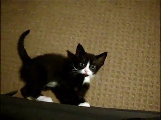 Cat Acts Weird For the Camera