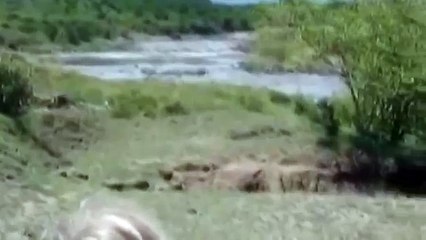 Переправа зебр! Крокодилы в засаде!