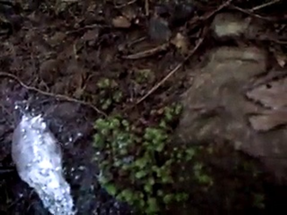 Bizarre Fungus Waves Hello