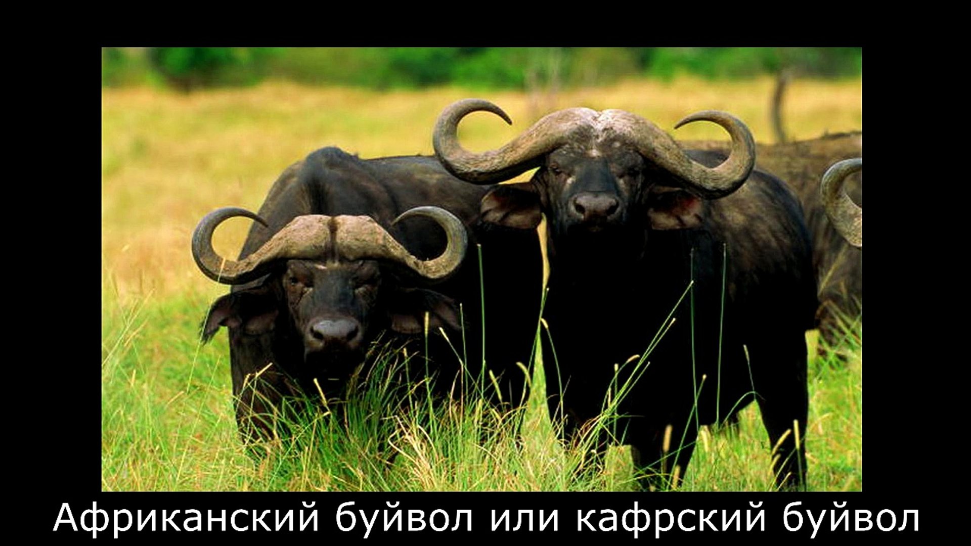 Самые опасные животные.
