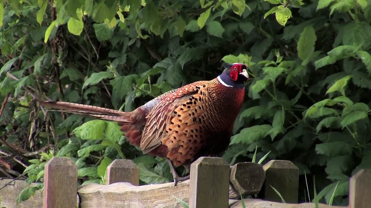 Ring Necked Pheasant