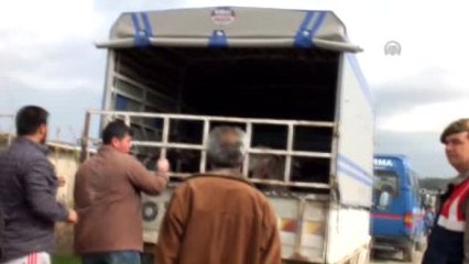 Öldürülen Çobanın Çalınan Koyunları Ailesine Teslim Edildi