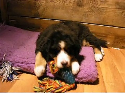 28 fév femelle verte avec le jouet