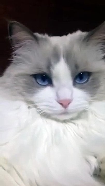 Un chat se fait brosser les dents