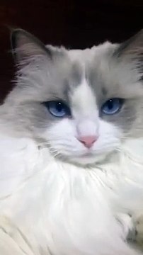 Un chat se fait brosser les dents