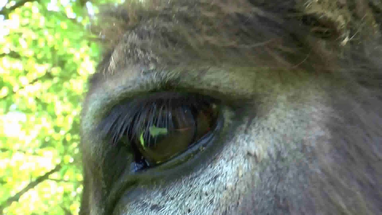 ane lion de Jean de la Fontaine