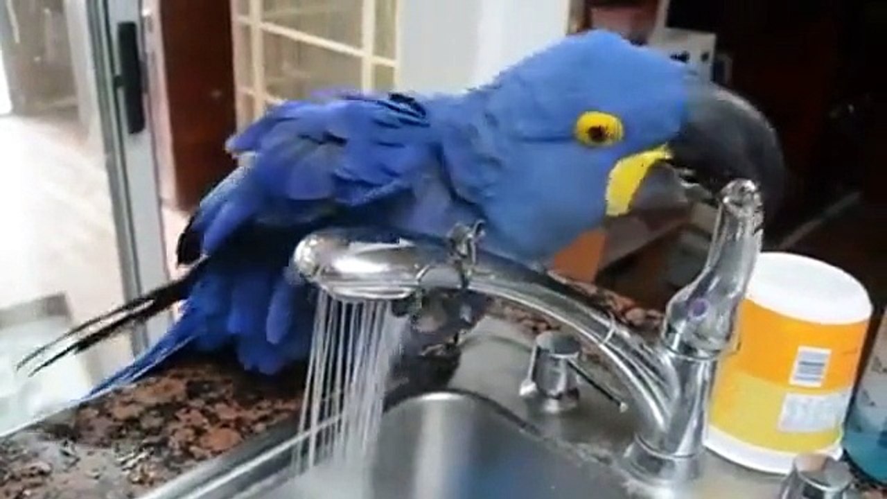 MACAW PARROT SHOWERS IN A SINK