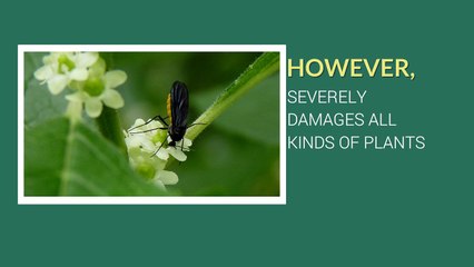 Fungus Gnats in Hydroponics