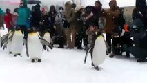 March Of The Penguin Parade.