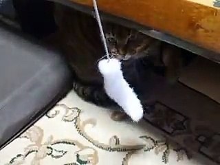 Using the Catnip (pet kitty animal video movie )