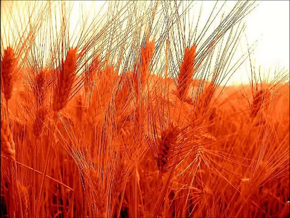 Gratitude - If Ever