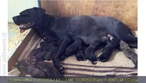 COMO, LURAGO D'ERBA   CUCCIOLI DI CANE CORSO