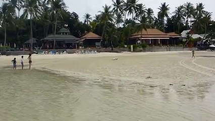 Bichon Frise Dogs Fighting on Sandbar Chewang Beach Ko Samui Thailand
