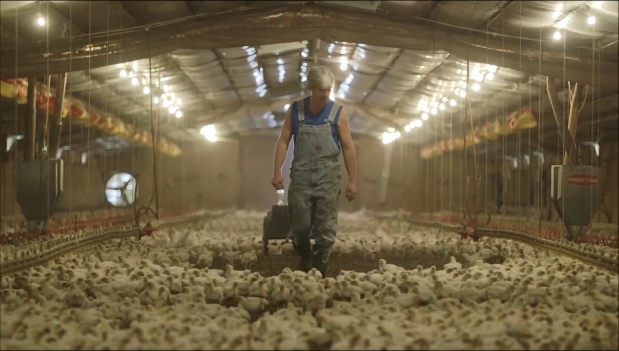 The Truth About The Chicken Industry