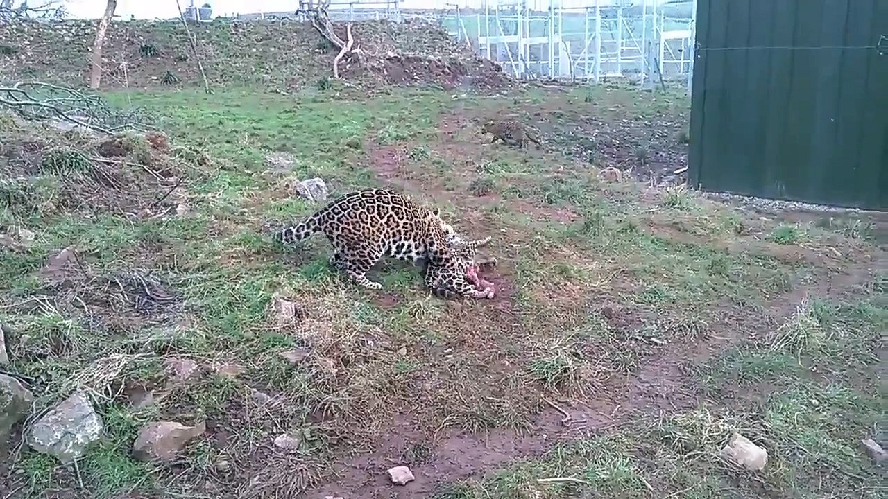 Jaguar Giving Cub Tough Love.