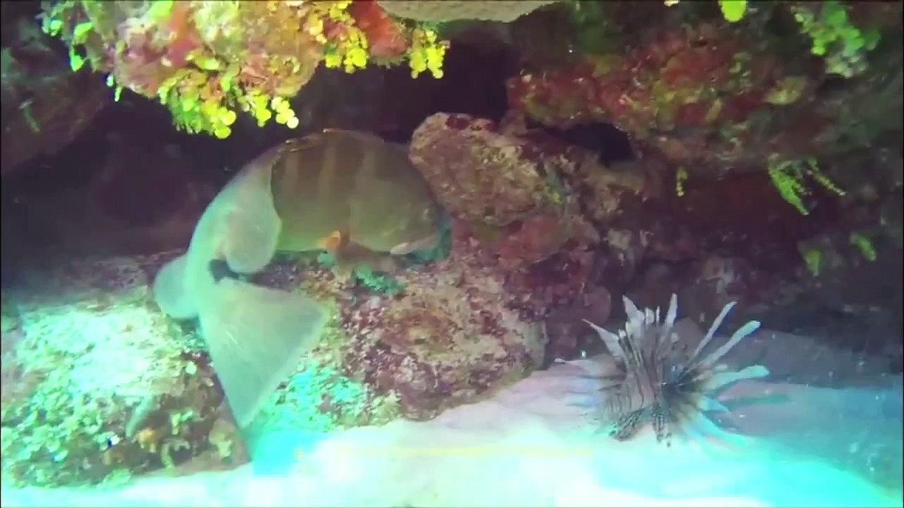 Lionfish VERSUS Grouper.