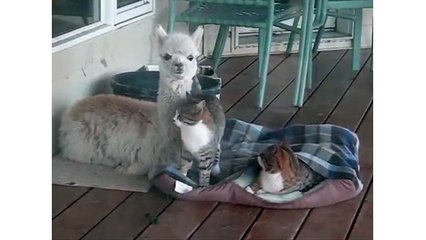 Llama Loves Cuddling With Kitties.