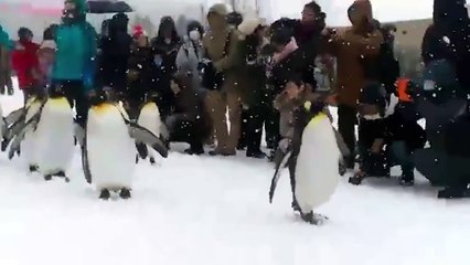 March Of The Penguin Parade.