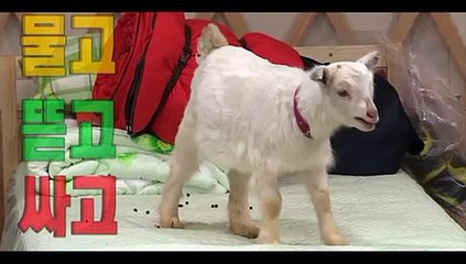 애니멀즈 6회 20150301 FULL HD 애니멀즈 6화 산쵸 은혁 보아염소 조재윤 윤도현