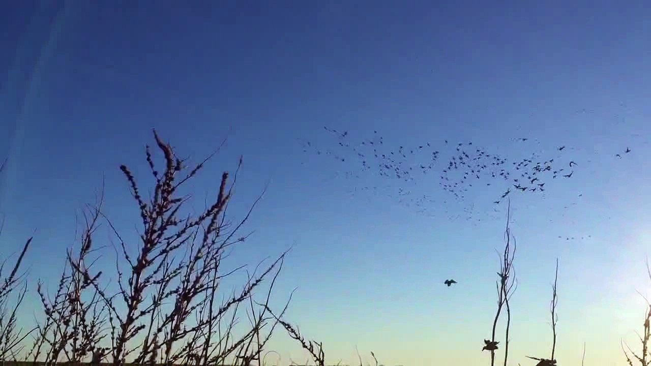 Oklahoma Duck Hunting video from 2011 and 2012 - Central Oklahoma