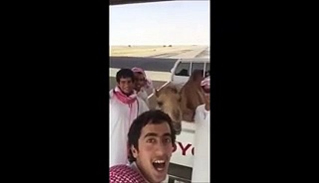Have you Ever Seen a Camel Laughing like this