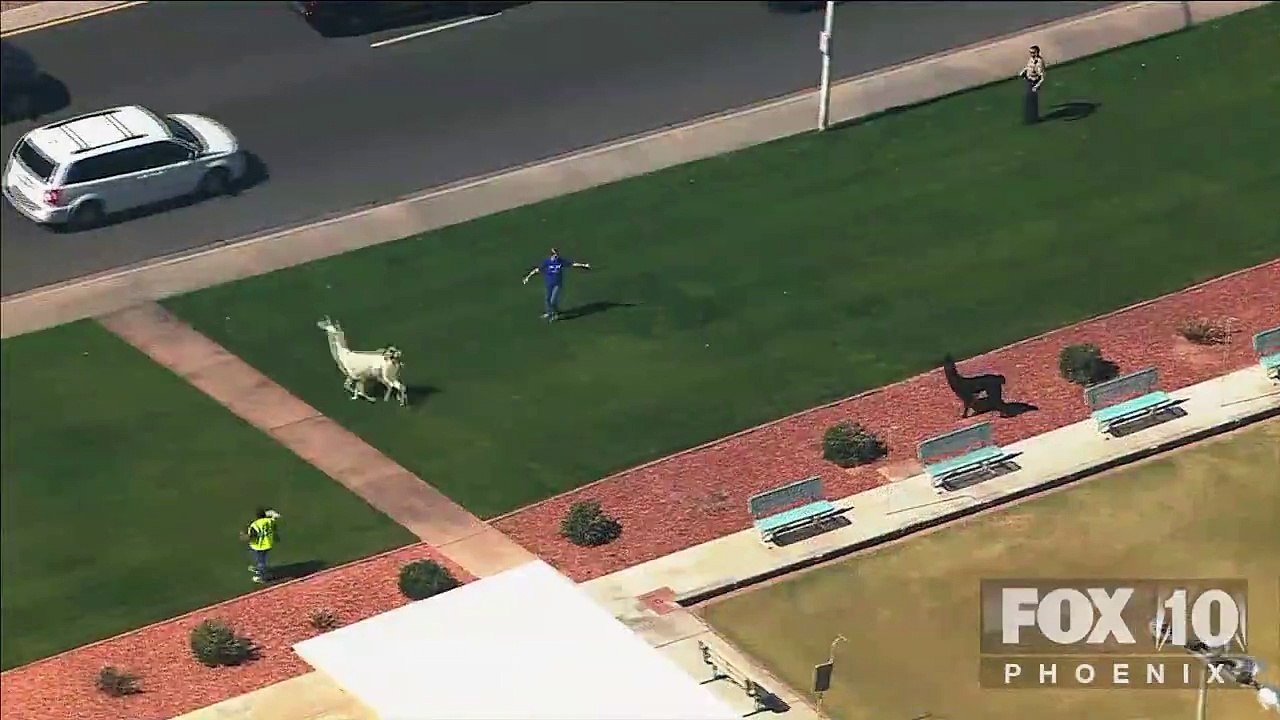 Llamas On The Loose !