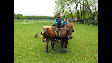 Poneys shetland attelés en paire