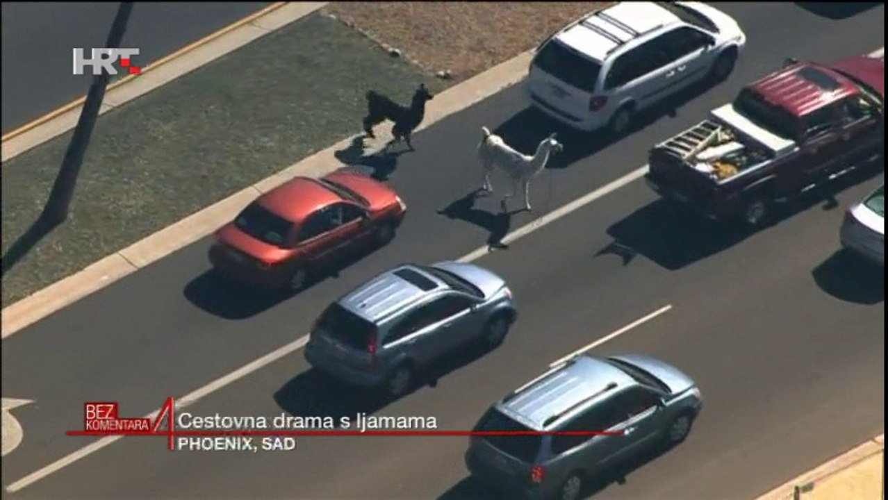 Drama s ljamama u Phoenixu