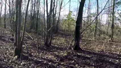 Jan 1 2015 rabbit hunt retrieves