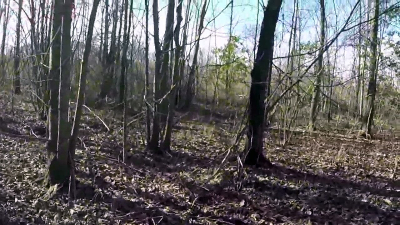 Jan 1 2015 rabbit hunt retrieves
