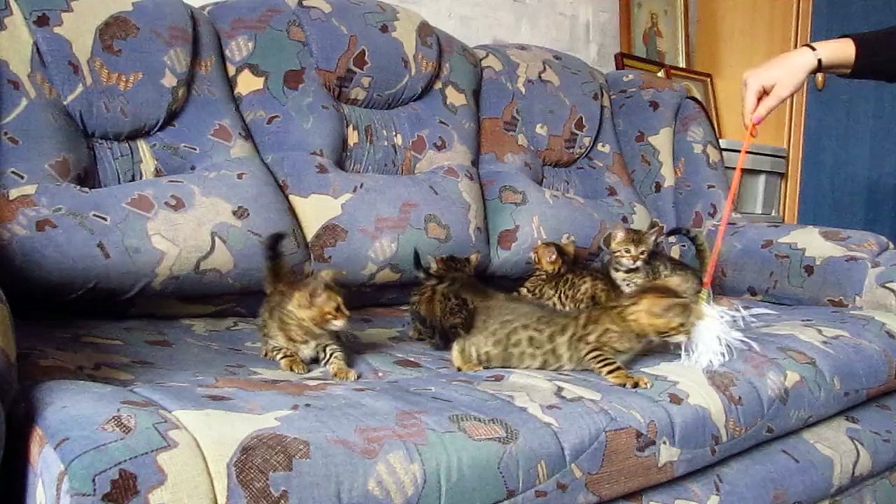 Малыши бенгалы.