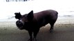 Feed a wild pig Boar in the middle of the road with cookies : Only in Bradford Maine