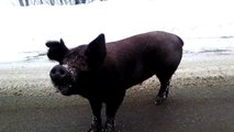 Feed a wild pig Boar in the middle of the road with cookies : Only in Bradford Maine