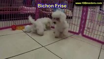 Bichon Frise, Puppies, For, Sale, In, Mesa, Arizona, AZ, San Tan Valley, Yuma, Surprise, Peoria, Tem