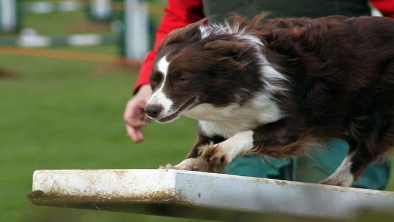 Dog Training Part V - The Command Voice